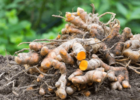 Anti-inflammatory metabolic support